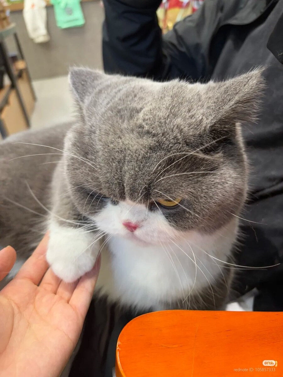 고양이: 앞발을 너에게 내밀지만, 난 굴복하지 않는다 _1.jpg