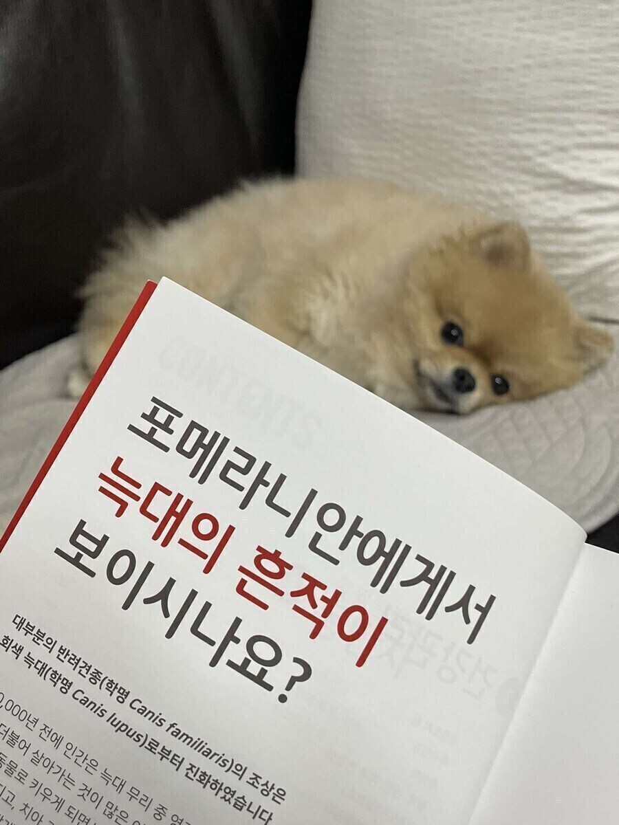 늑대의 후손_1.jpg