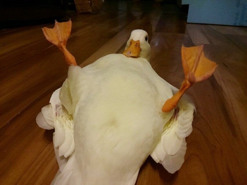 오리구멍_1.jpg