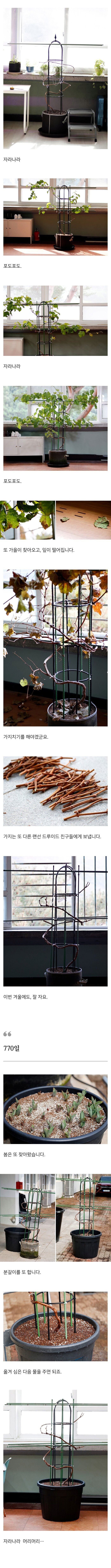 샤인머스켓을 키워낸 드루이드_5.jpg