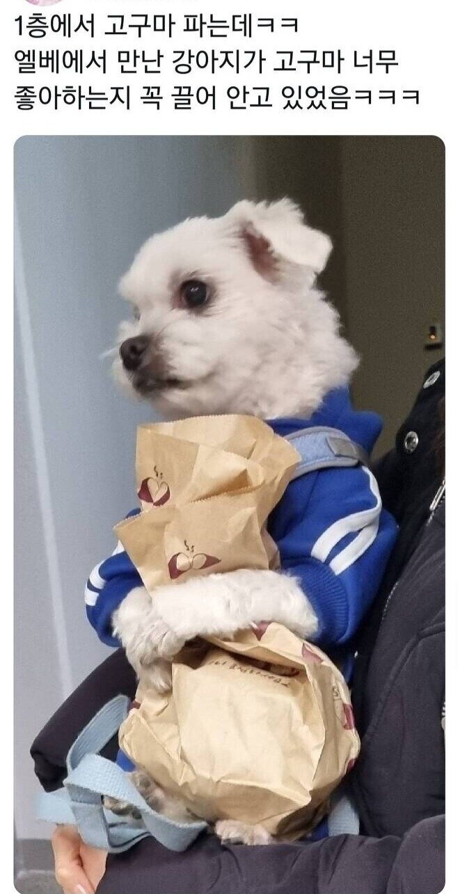 강아지의 소중한 간식.jpg_1.jpg