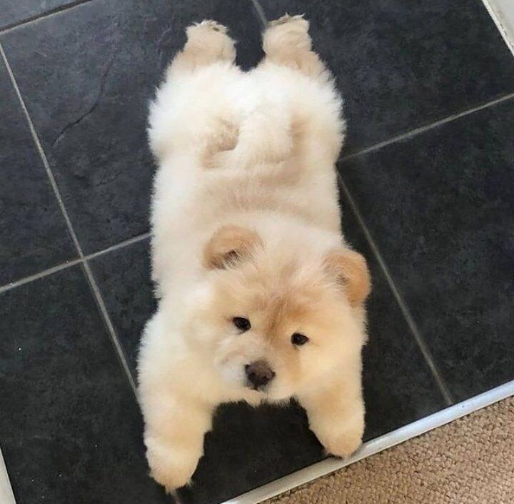 진짜 복슬복슬하게 귀여운 강아지.jpg_3.jpg