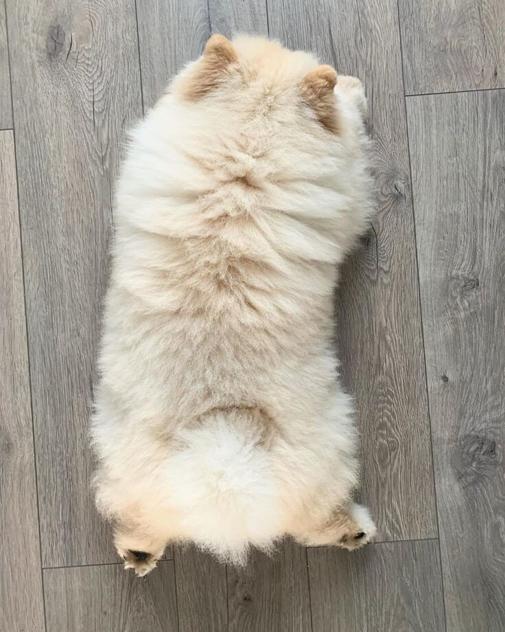 진짜 복슬복슬하게 귀여운 강아지.jpg_1.jpg