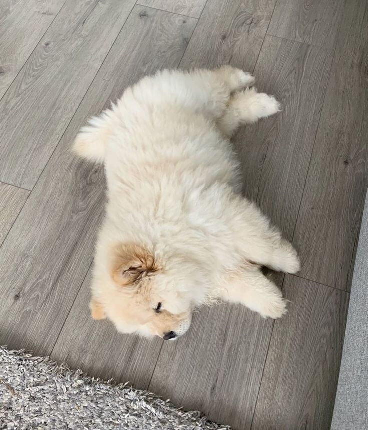 진짜 복슬복슬하게 귀여운 강아지.jpg_4.jpg