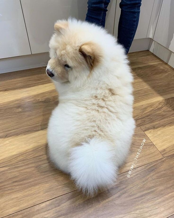 진짜 복슬복슬하게 귀여운 강아지.jpg_5.jpg