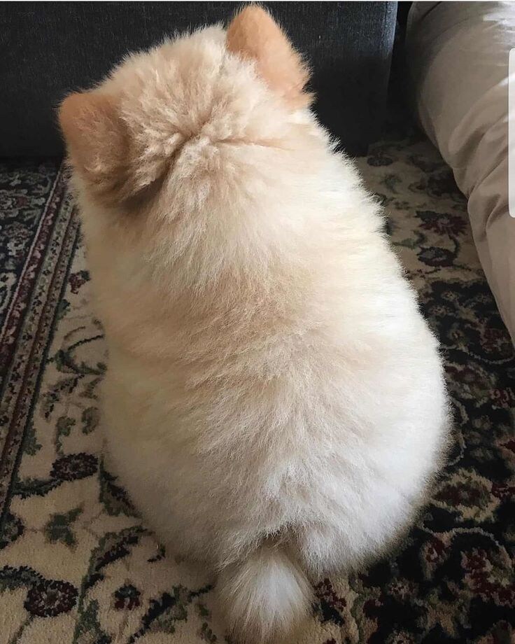 진짜 복슬복슬하게 귀여운 강아지.jpg_8.jpg