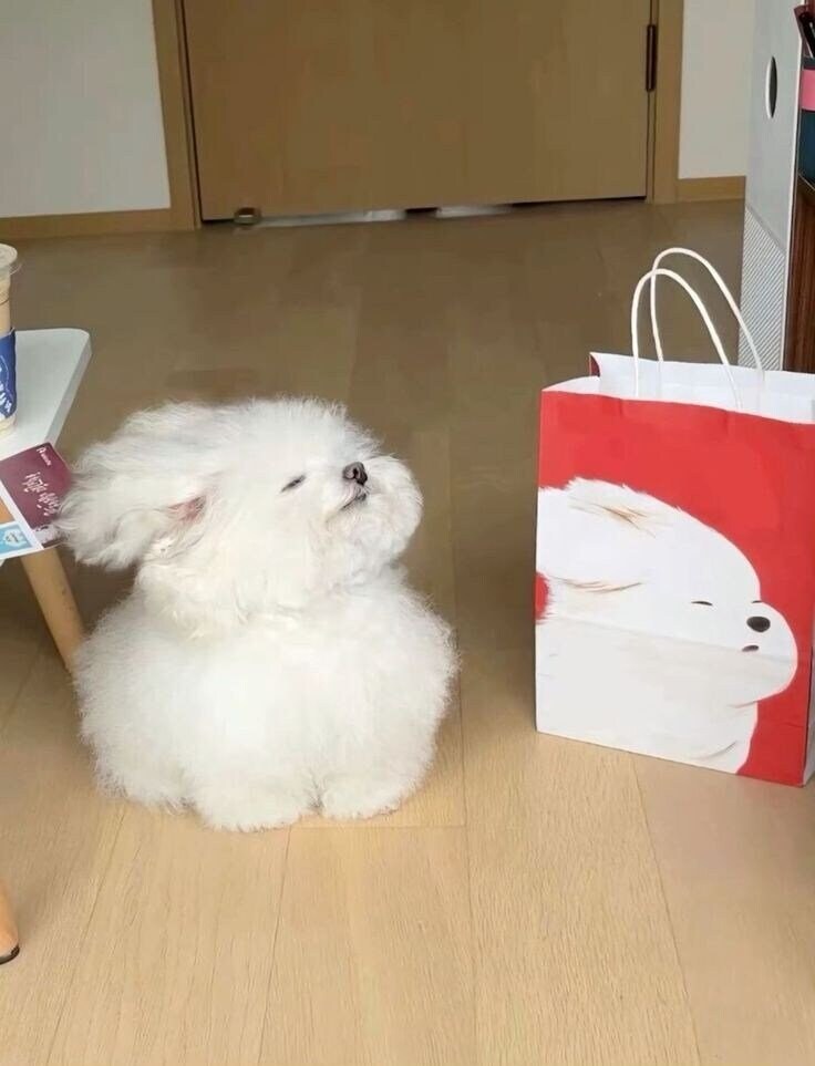 쇼핑 모델 자기랑 닮았다며 따라하는 댕댕이_1.jpg