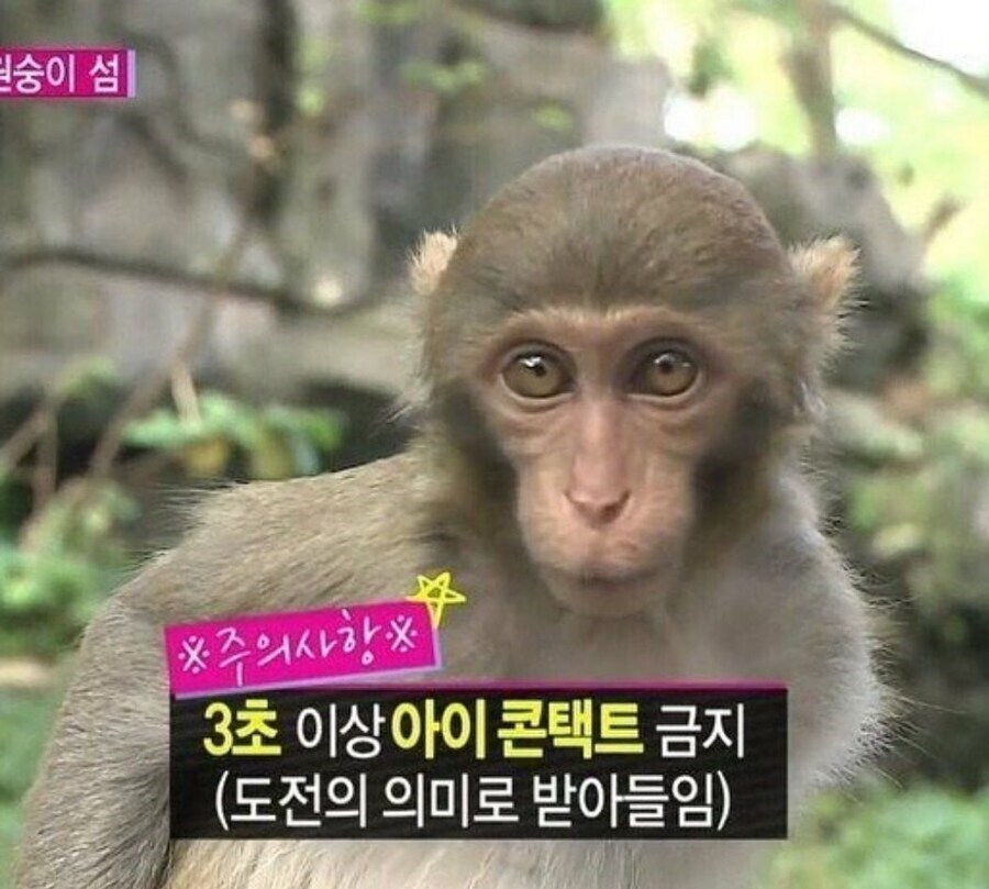 원숭이와 3초 이상 눈을 마주 치면 안되는 이유 jpg._1.png