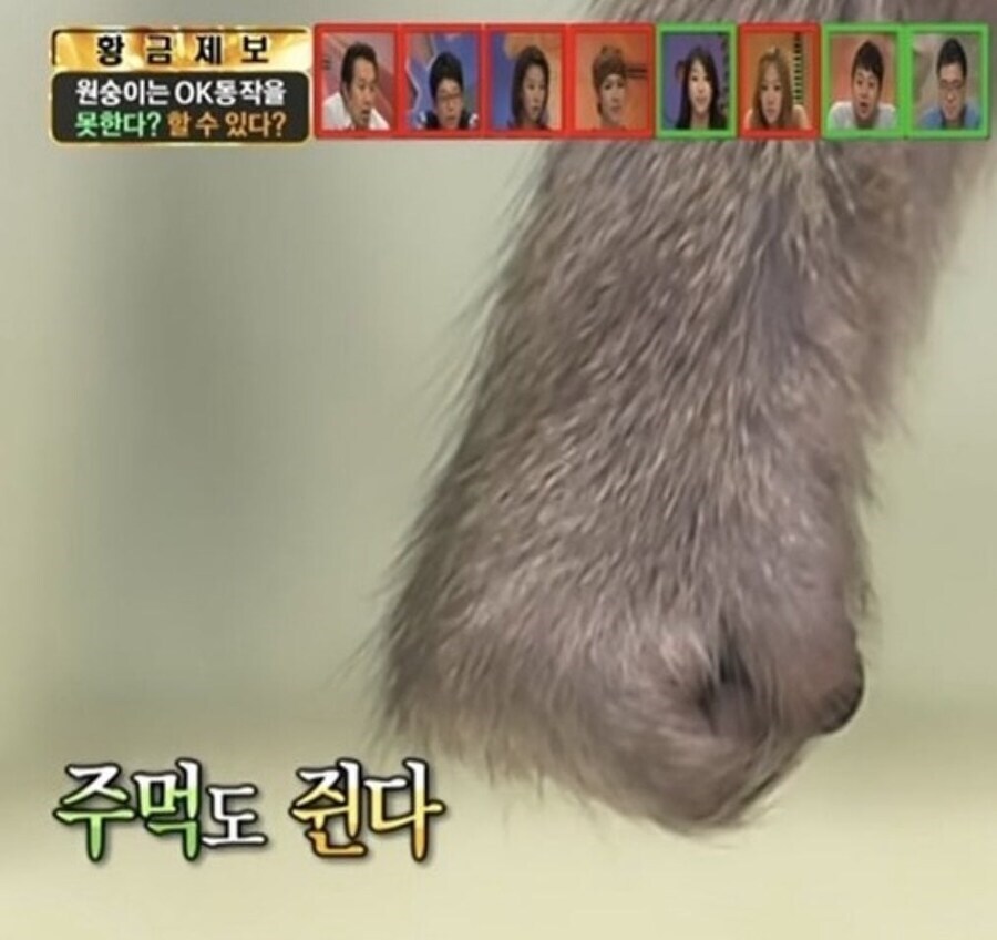 원숭이와 3초 이상 눈을 마주 치면 안되는 이유 jpg._2.png