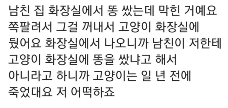 고양이가 똥 쌈_1.webp