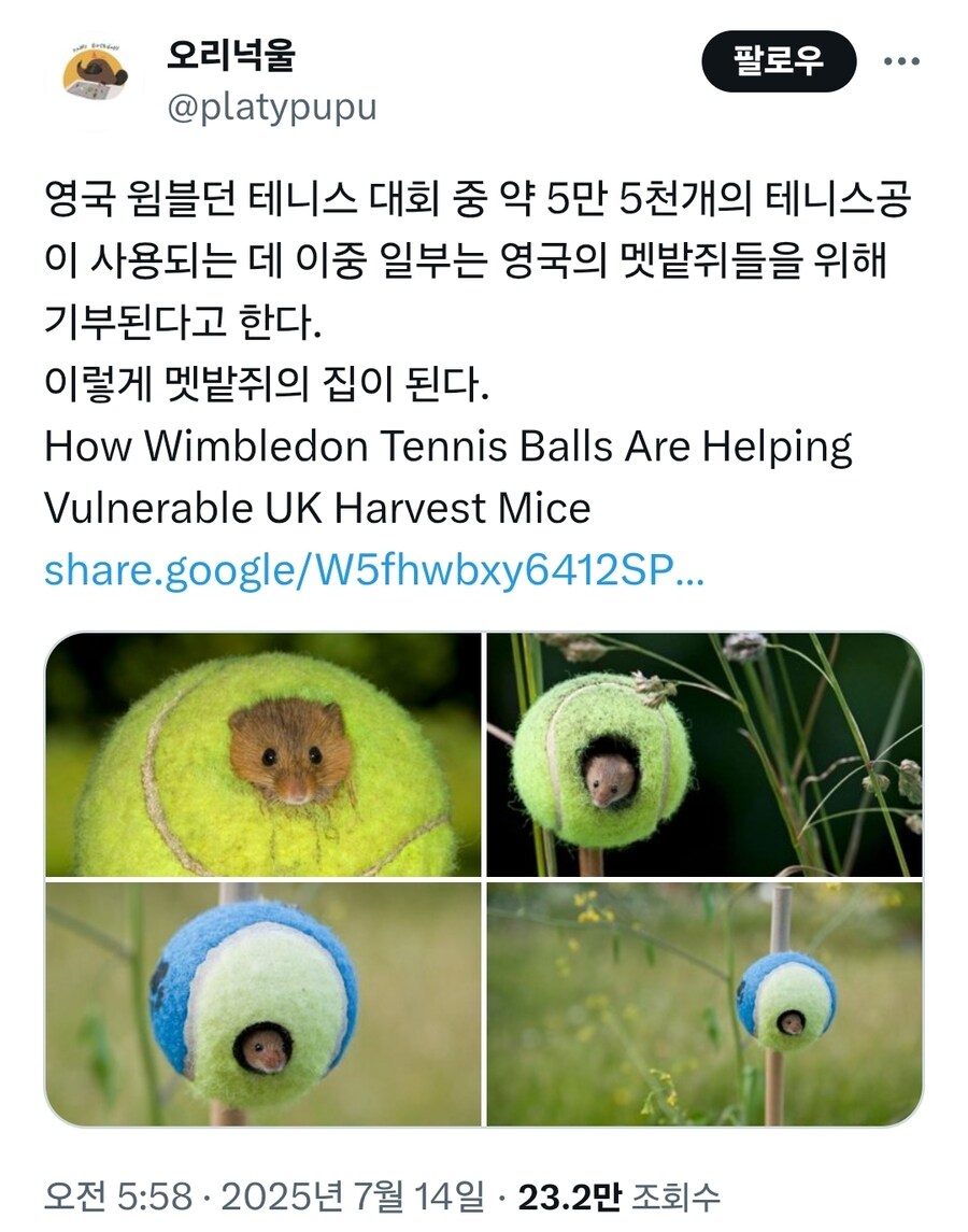 영국 윔블던 테니스 대회 테니스공 재활용 방법_1.jpg