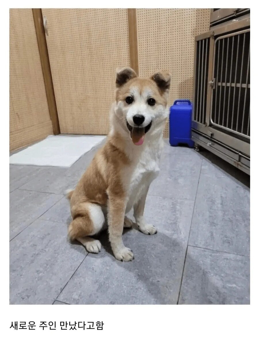 비 맞고 있던 유기견 입양한 사람.jpg_9.jpg