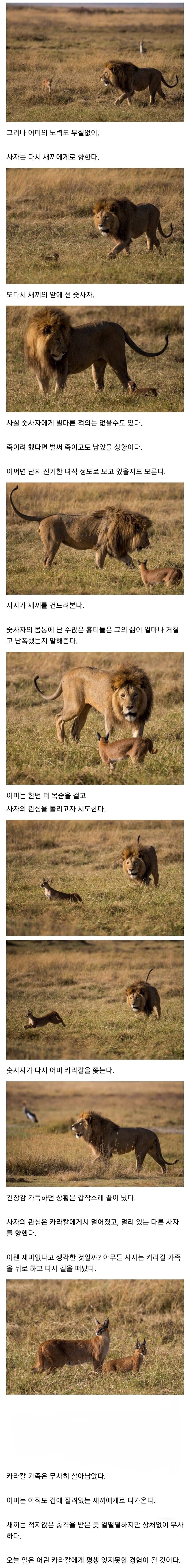 평화로운 사바나 프렌즈_2.jpg