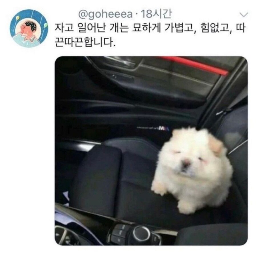 자고 일어난강아지 특_1.jpg