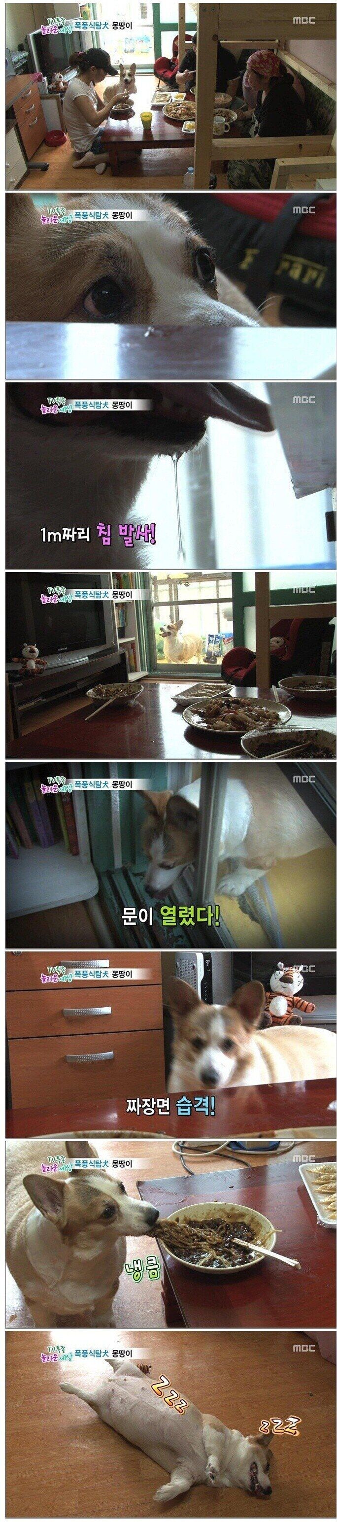 짜장면에 환장한다는 몽땅이_1.jpg