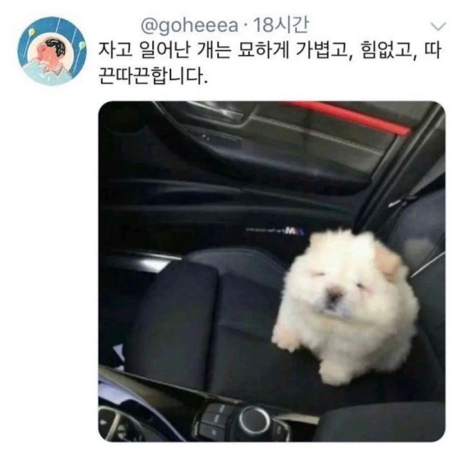 자고 일어난 개.jpg_1.webp