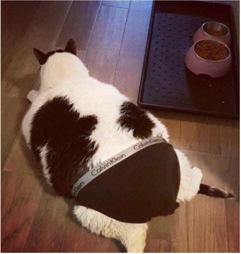 팬티 버리기 아까워서 고양이한테 물려줌.JPG_1.png