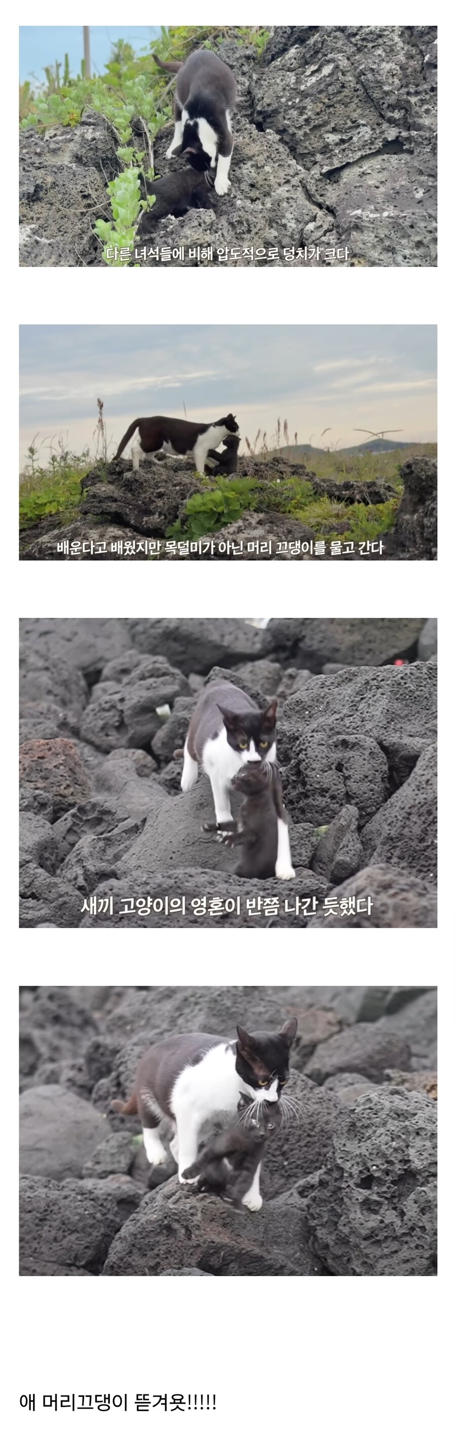 육아를 잘못 배운 고양이_1.jpg