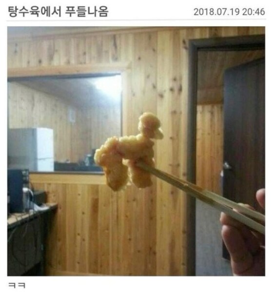 탕수육에서 푸들 나옴.JPG_1.png