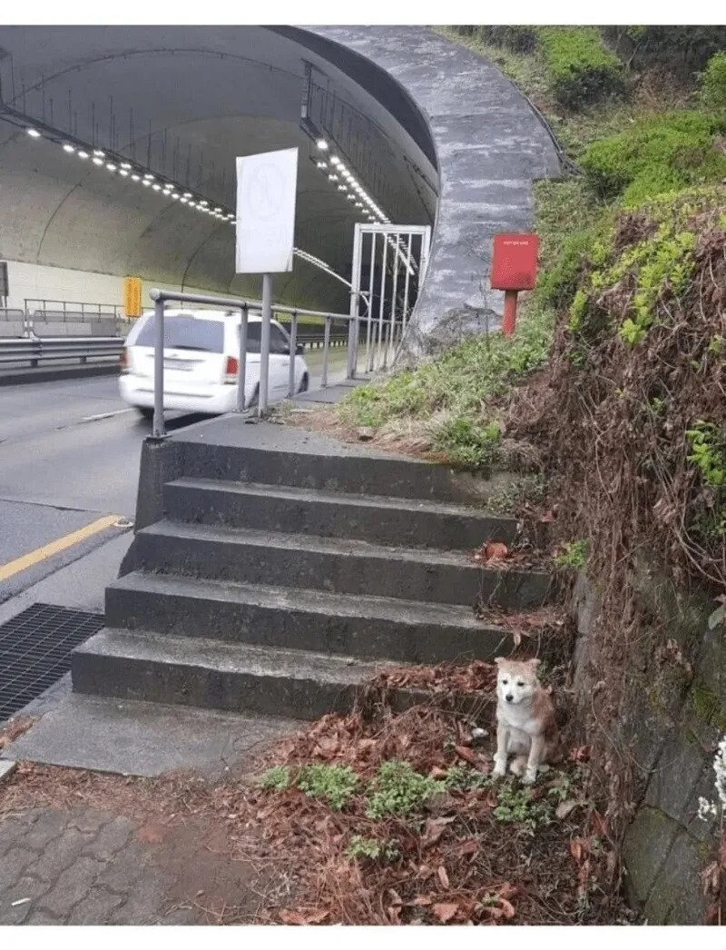 비 맞고 있던 유기견 입양한 사람.jpg_2.jpg
