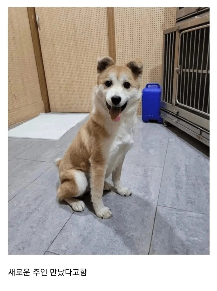 비 맞고 있던 유기견 입양한 사람.jpg_9.jpg