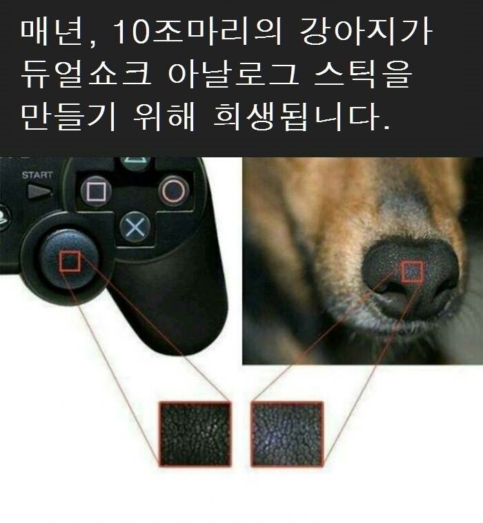 강아지 코 떨어진줄 알고 놀람.JPG_2.jpg