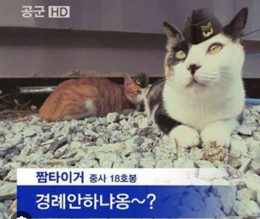 조선시대에 있던 의외의 병과.jpg_2.jpg