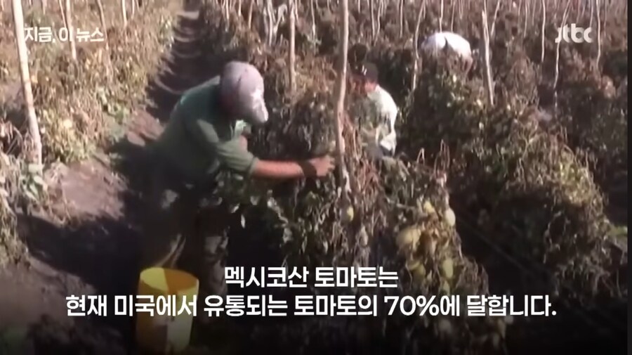 미국 멕시코 토마토에 관세인상_3.jpg