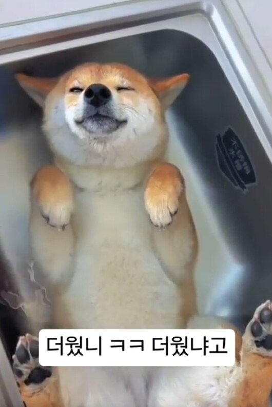 너무 더웠던 강아지_1.png