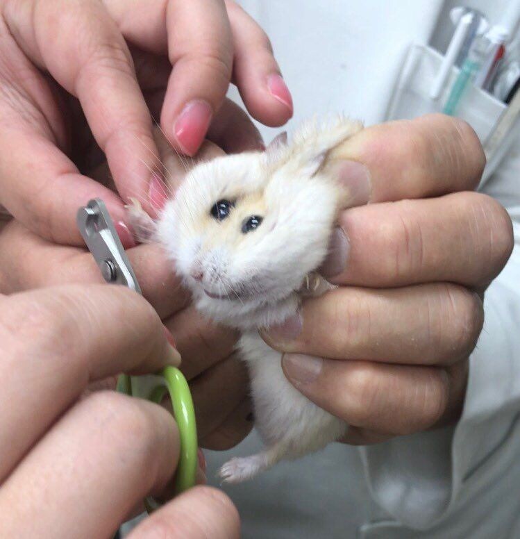 햄스터 발톱 깍기_1.jpg