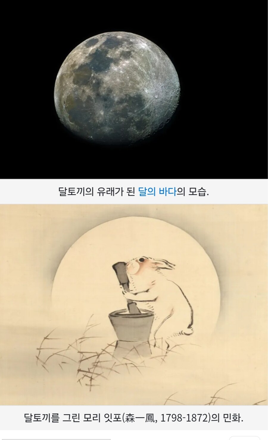 만약 달토끼가 거대 크리쳐물이었다면?을 ai로 계산해보자_1.jpg