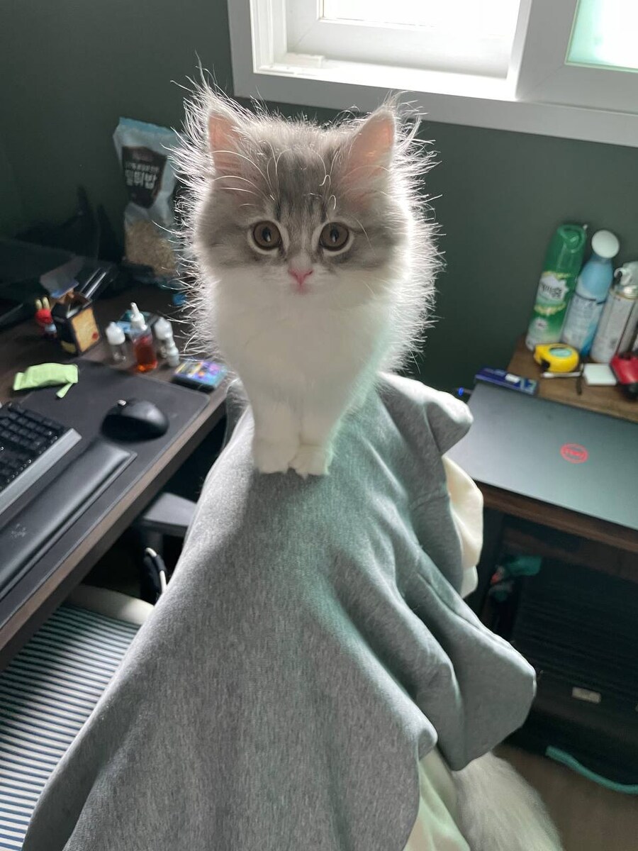 역대급 고양이 역변짤_1.jpg