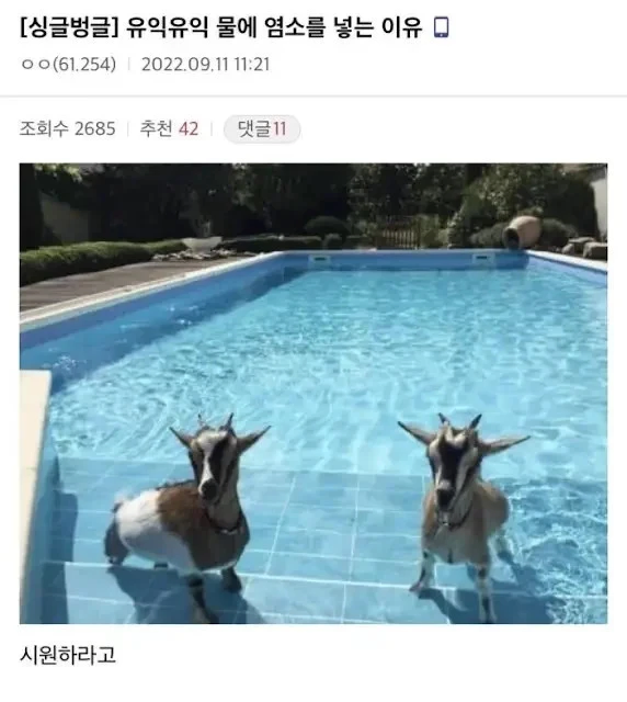수영장 물에 염소를 넣는 이유.jpg_1.webp