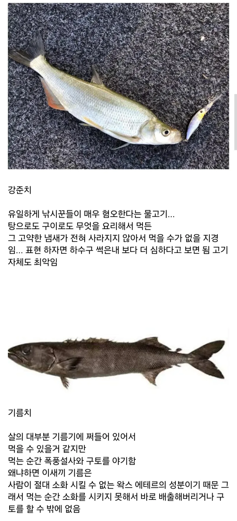 최악의 맛을 가진 물고기들_1.webp
