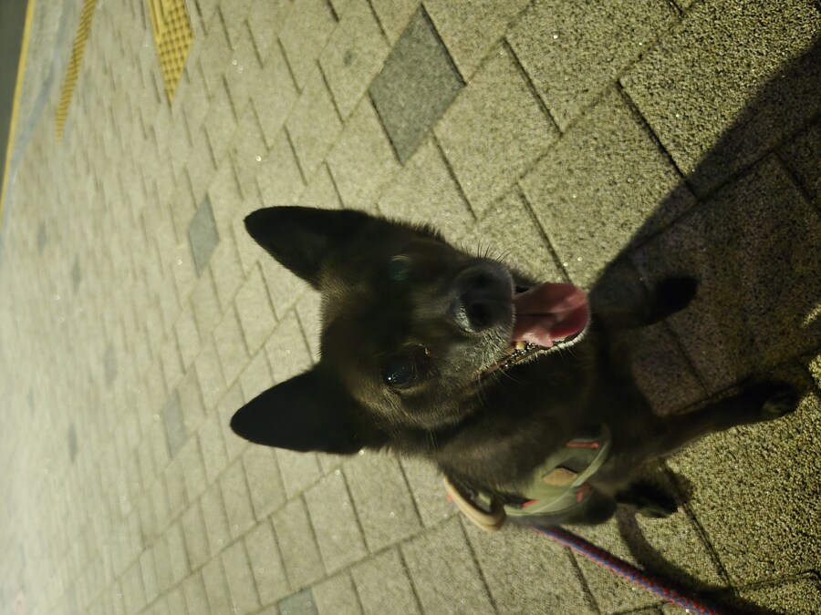 댕냥이 사진 올리고 자야지_2.jpg
