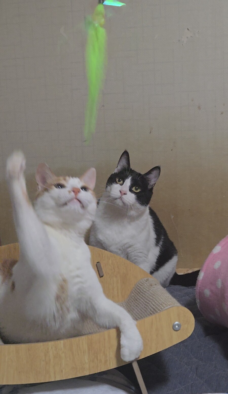 댕냥이 사진 올리고 자야지_3.jpg