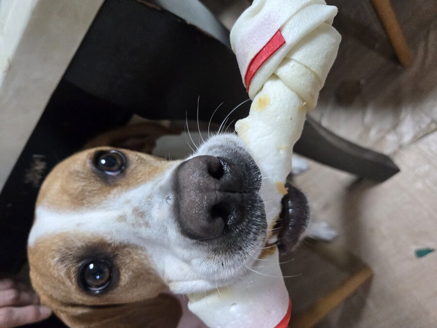 댕냥이 사진 올리고 자야지_4.jpg