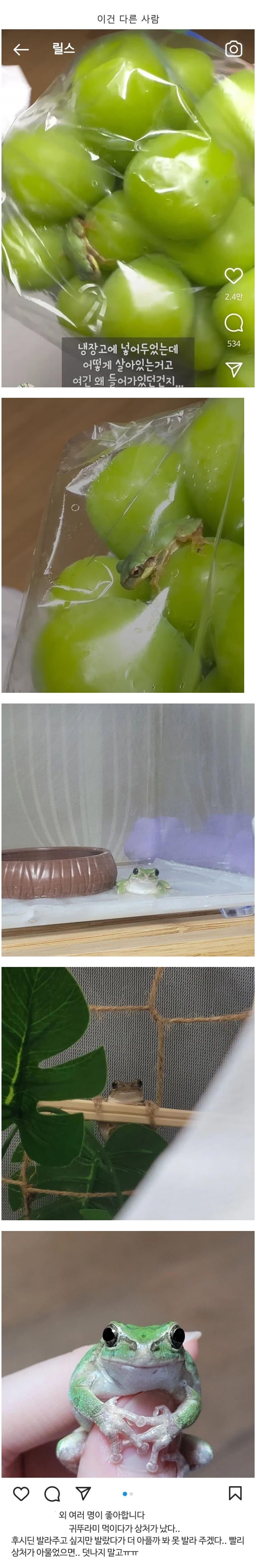 샤인머스캣에서 개구리 나온 사람...jpg_1.jpg