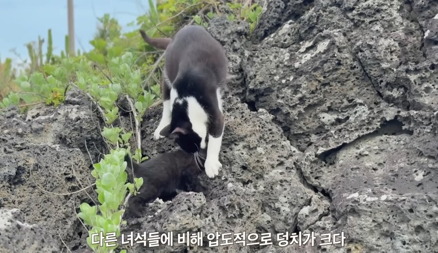 ??? : 엄마!!! 목덜미!!! 목덜미 물어야지!!!!!_1.jpg