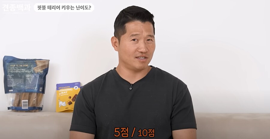 의외로 키우는 난이도 자체는 높지 않다는 핏불 테리어.jpg_1.png