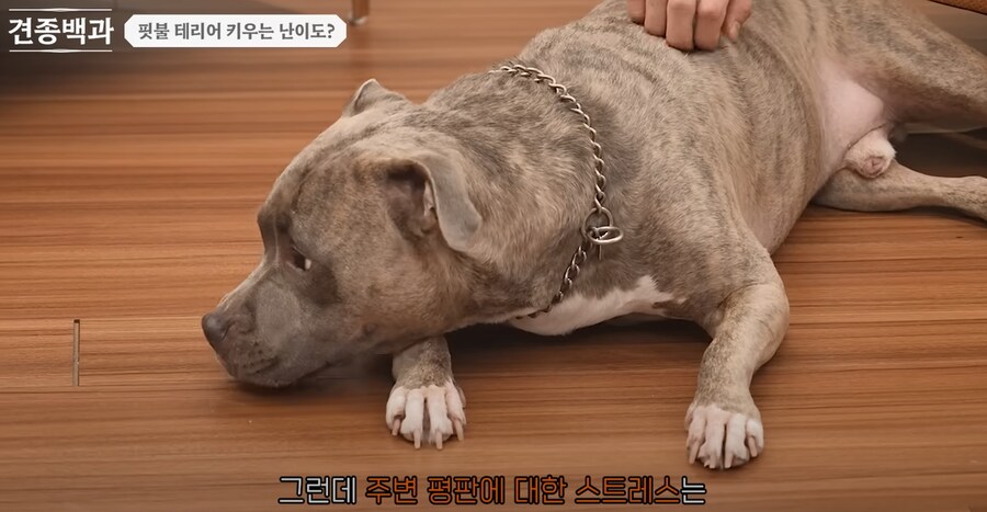 의외로 키우는 난이도 자체는 높지 않다는 핏불 테리어.jpg_3.png