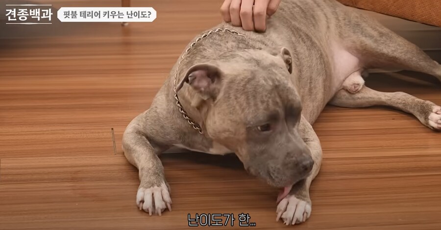 의외로 키우는 난이도 자체는 높지 않다는 핏불 테리어.jpg_4.png