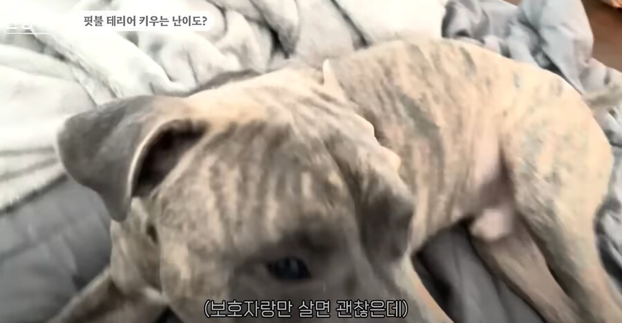의외로 키우는 난이도 자체는 높지 않다는 핏불 테리어.jpg_6.png
