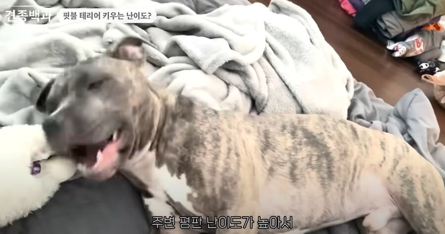 의외로 키우는 난이도 자체는 높지 않다는 핏불 테리어.jpg_7.png