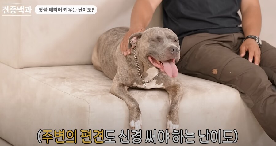 의외로 키우는 난이도 자체는 높지 않다는 핏불 테리어.jpg_8.png