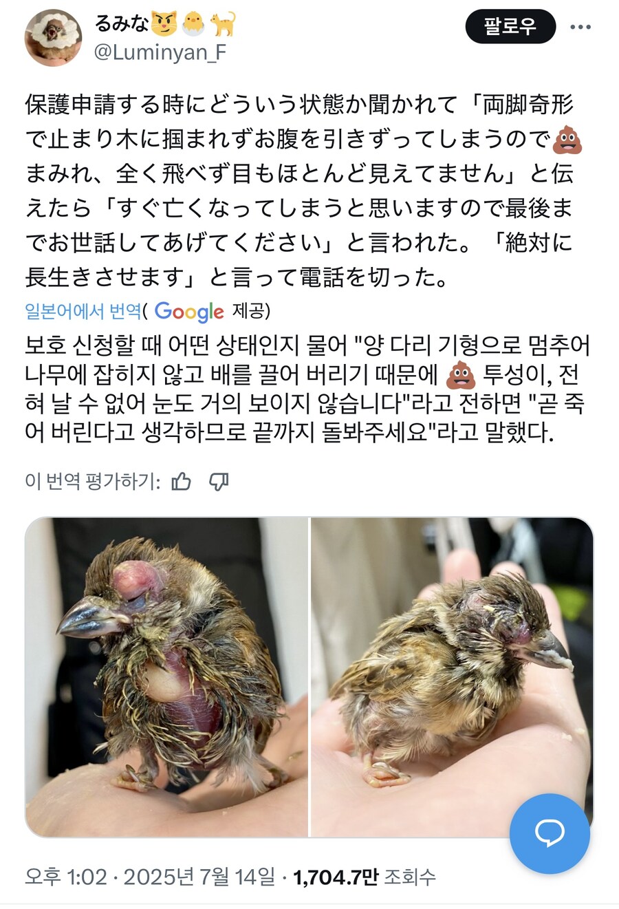 약혐) 끔찍한 모습으로 버려진 새끼 새ㅠㅠ.jpg_1.jpg
