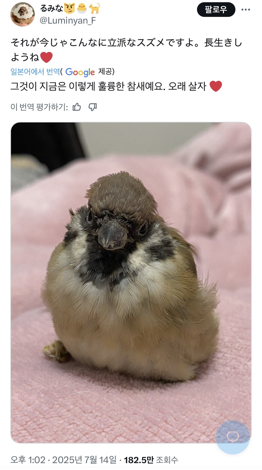 약혐) 끔찍한 모습으로 버려진 새끼 새ㅠㅠ.jpg_2.jpg