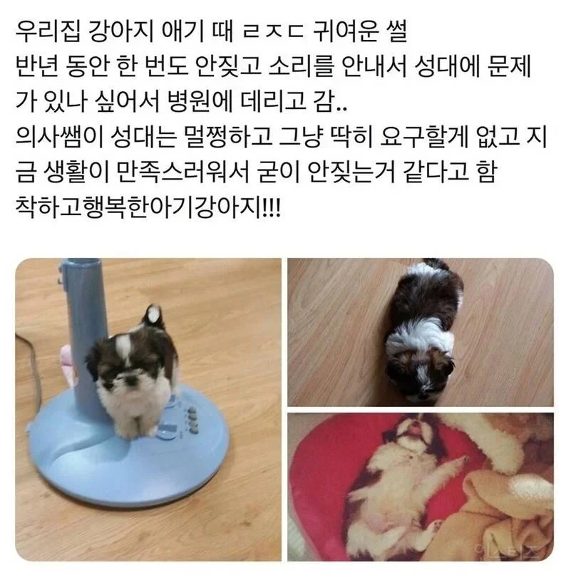 강아지가 6개월 동안 안짖은 이유_1.webp