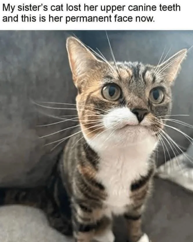 윗쪽 송곳니가 빠진 고양이 ㅠㅠ_1.webp