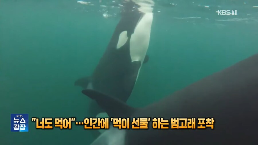 너도먹어....인간에 먹이선물하는 범고래_1.png
